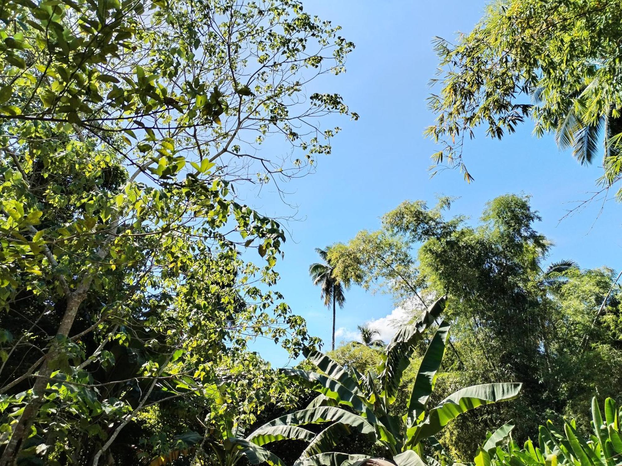 Forest Camp El Nido Kültér fotó